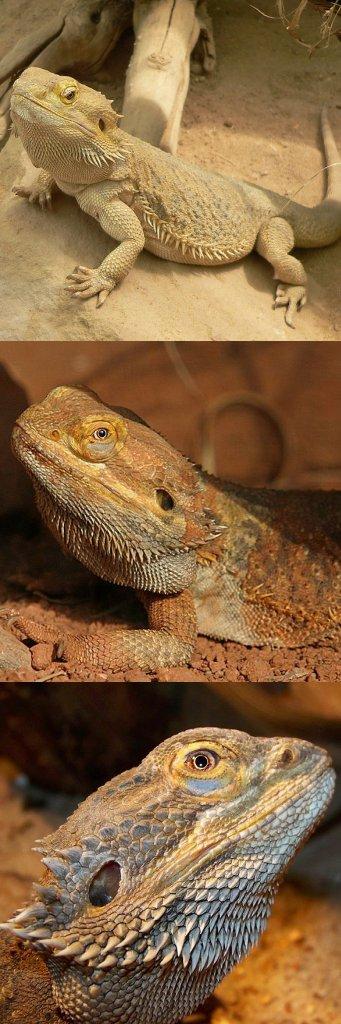 bearded dragons